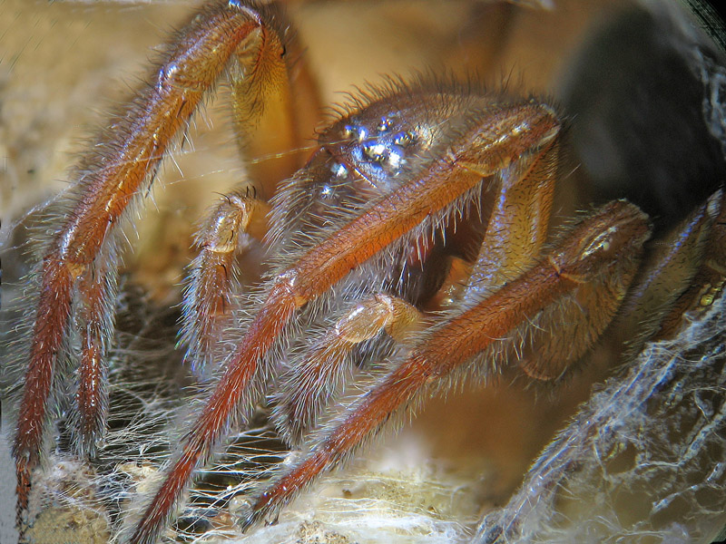 Amaurobius sp.